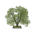 Lush Green Arbor With Thick Trunk And Dense Foliage In Natural Setting
