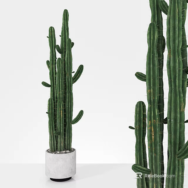 Indoor Potted Cactus Plants of Various Heights in White Concrete Pots 3d model 