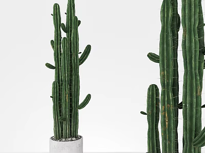 Indoor Potted Cactus Plants of Various Heights in White Concrete Pots 3d model