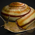 Reptile Snail with Brown Yellow Striped Spiral Shell and Antennae on Reflective Surface