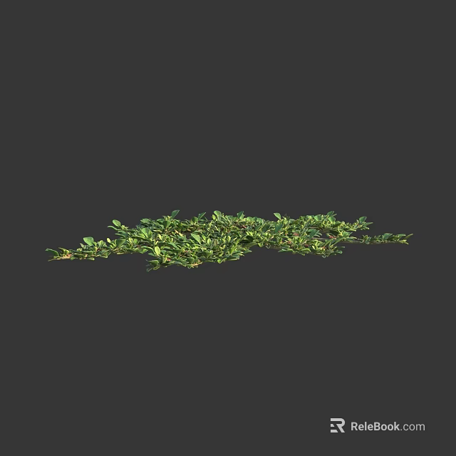 Low Growing Green Creeping Herbs Featuring Dense Lush Foliage Natural Spread 3d model 