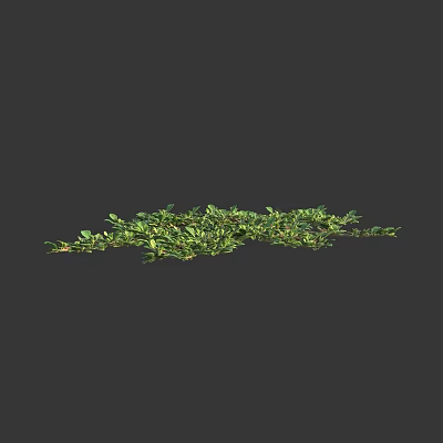 Low Growing Green Creeping Herbs Featuring Dense Lush Foliage Natural Spread 3d model