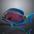 Colorful Striped Tropical Fish With Vibrant Blue Fins Purple Body And Green Tail