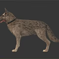Realistic Standing Gray Fur Dog With Collar On White Background
