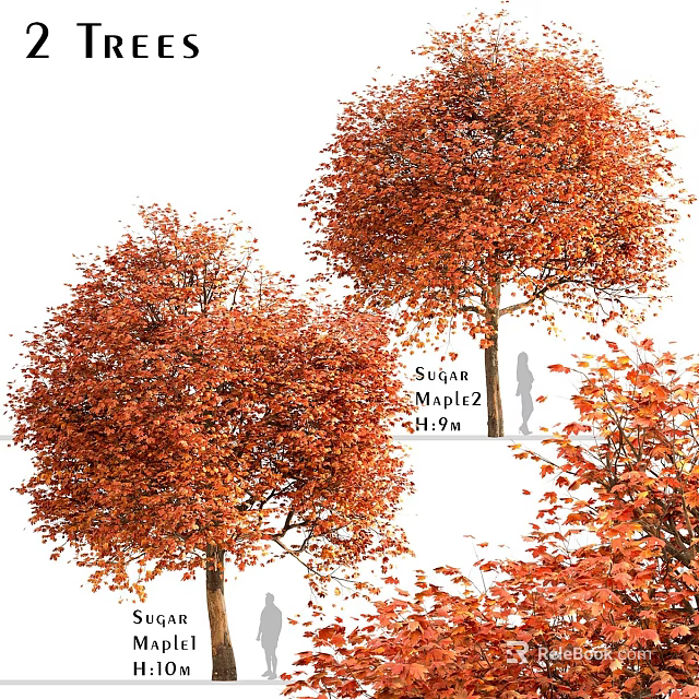Swamp Maple Tree with Vibrant Orange Leaves 11ft 9in and Falling Foliage 3d model 