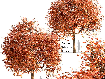 Swamp Maple Tree with Vibrant Orange Leaves 11ft 9in and Falling Foliage 3d model