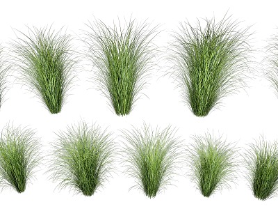 Fine-leaf Miscanthus Reed Combination Reed Dog Tail Grass Landscape Grass Flowers Paving Grass Outdoor High Grass Small Grass Paving Grass model