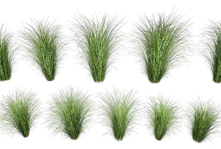 Fine-leaf Miscanthus Reed Combination Reed Dog Tail Grass Landscape Grass Flowers Paving Grass Outdoor High Grass Small Grass Paving Grass 3d model