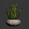 Green Lizard Resting On Marble Pot With Fresh Green Leaves