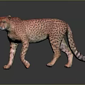Realistic Cheetah With Spotted Fur Standing Alert On Dark Reflective Surface 3d model
