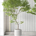 Indoor Bonsai Plants In White Pots With Green Foliage And Striped Wall Background