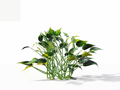 Lush Leafy Green Plants With Green And Yellow Leaves On White Background With Natural Shadow 3d model