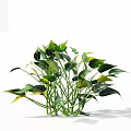 Lush Leafy Green Plants With Green And Yellow Leaves On White Background With Natural Shadow