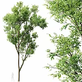 Lush Green Arbor Trees With Strong Trunks And Vibrant Foliage In Garden Landscape