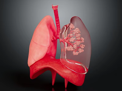 3D Rendered Human Lung Organ Anatomical Structure Showing Bronchi Alveoli in Pink with Dark Background 3d model
