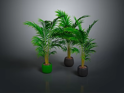 Lush Green Palm Plants In Green And Black Pots Against Dark Background 3d model