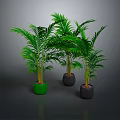 Lush Green Palm Plants In Green And Black Pots Against Dark Background