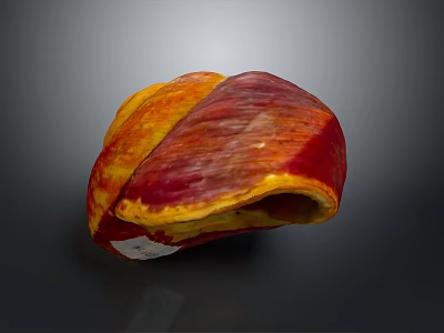 Red And Yellow Colored Marine Mollusk Shell Isolated On Dark Background 3d model