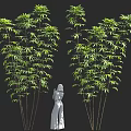 Green Trees With Slender Trunks Lush Leaves And White Human Statue