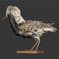 Bird With White Fluffy Head Dark Body Patterned Wings On Wooden Base Against Dark Background