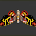 Detailed Colorful Moth With Black Yellow Red Wings And Circular Patterns