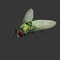 Green Metallic Fly With Red Eyes And Transparent Wings On Black Reflective Surface