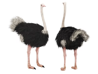 Two Ostriches With Black Feathers White Neck And Pink Legs Standing Side By Side 3d model
