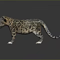 Realistic 3D Snow Leopard Cub With Spotted Fur Standing On Reflective Surface 3d model