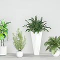 Various Green Potted Plants In White Pots On Minimalist Light Background