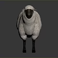 Fluffy White Sheep With Black Head And Legs Standing Against Gray Background