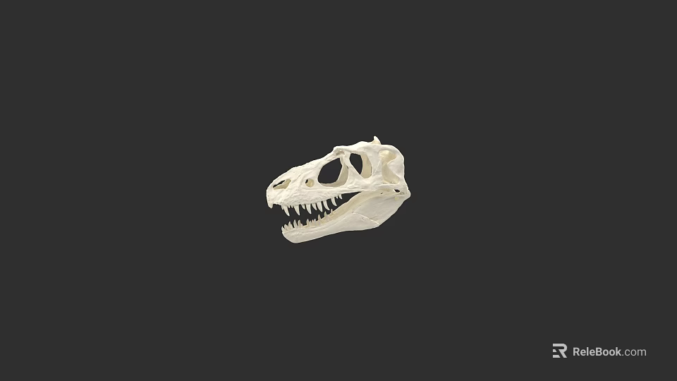 Reptile Fossil Skull Anatomical Structure With White Bone And Dark Background 3d model 