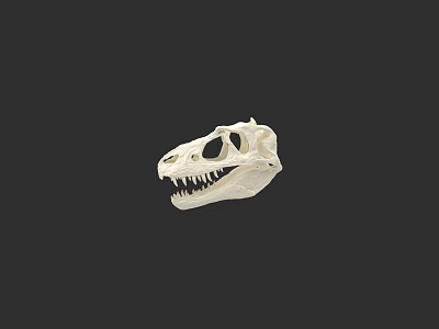 Reptile Fossil Skull Anatomical Structure With White Bone And Dark Background 3d model