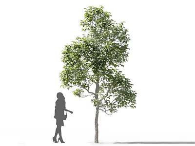 Tall Arbor With Lush Green Leaves And Female Silhouette Standing Nearby 3d model