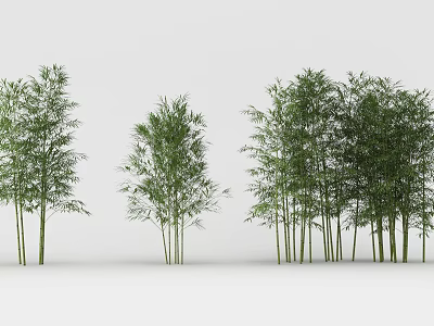 Natural Bamboo Plants with Lush Green Foliage in Various Growth Heights 3d model