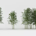 Natural Bamboo Plants with Lush Green Foliage in Various Growth Heights