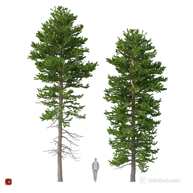Two Evergreen Pine Trees In Garden Landscape With Size Reference For Decorative Use 3d model 