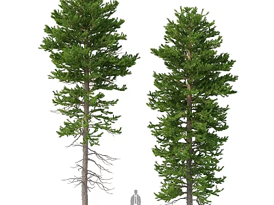 Two Evergreen Pine Trees In Garden Landscape With Size Reference For Decorative Use 3d model