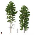Two Evergreen Pine Trees In Garden Landscape With Size Reference For Decorative Use