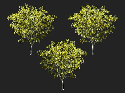 Three Arbor Trees With Lush Green Foliage And Healthy Straight Trunks 3d model