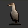 Detailed Bird Taxidermy Specimen Standing On Black Base Against Dark Background