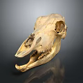 Detailed Animal Skull Anatomical Model Medical Device For Medical Education