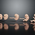 Human Fetal Development Stages Arranged in Sequential Growth on Reflective Surface 3d model