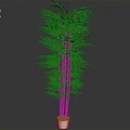 Tall Green Bamboo Plant With Lush Leaves In White Pot For Indoor Decoration