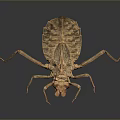 Brown Insect Specimen With Long Legs Textured Exoskeleton On Dark Background 3d model