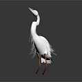 White Heron With Long Neck And Red Legs Standing On Dark Background