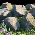 Natural Ground Cover with Large Stones Lush Green Grass and Vibrant Purple Blue Flowers