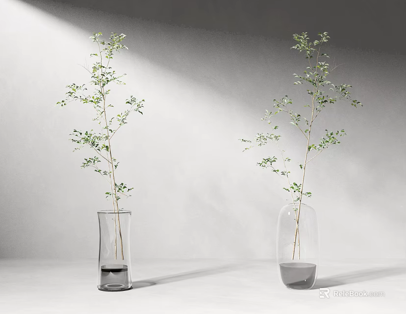 Two Glass Vases With Green Leafy Branches On White Background Under Soft Lighting 3d model