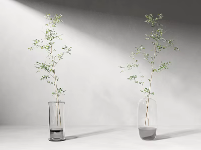 Two Glass Vases With Green Leafy Branches On White Background Under Soft Lighting 3d model