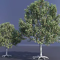 Two Arbor Trees with Lush Green Leaves Thick Trunks Exposed Roots and Different Sizes 3d model