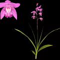 Beautiful Pink Orchid Plant With Large Petals Small Flowers Green Leaves And Black Background